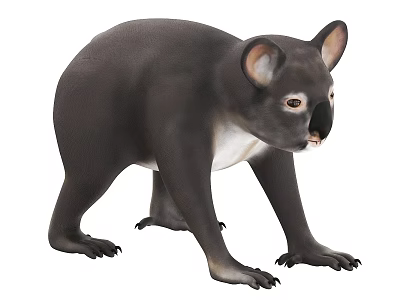 Realistic Grey Koala With Large Ears And White Belly In Standing Pose 3d model