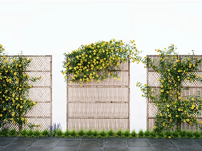 Vines With Yellow Flowers Climbing On Bamboo Screens Against White Wall And Stone Pathway 3d model