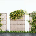 Vines With Yellow Flowers Climbing On Bamboo Screens Against White Wall And Stone Pathway