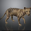Thylacine 3D Model With Brown Body And Black Stripes Standing On Dark Background With Reflection