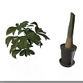 Indoor Green Leafy Plant And Potted Stem Plant In Simple Containers