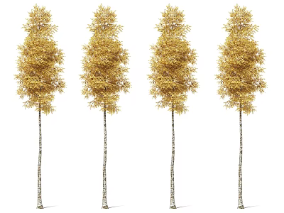 Four Tall Trees With Golden Leaves And White Trunks In Row 3d model