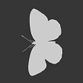 White Butterfly with White Wings Featuring Black Edges and Spots against Black Background