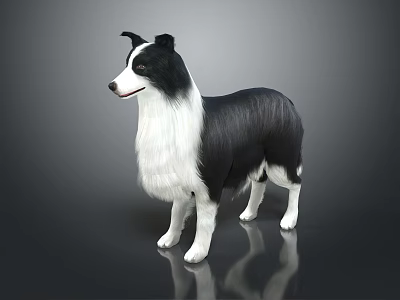 Black and White Border Collie Standing on Shiny Surface With Gray Background 3d model