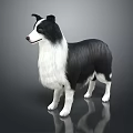 Black and White Border Collie Standing on Shiny Surface With Gray Background 3d model