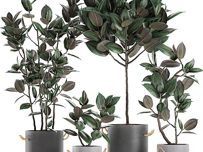 Lush Green Bonsai Potted Plants in Stylish Gray Ceramic Planters with Rope Accents 3d model