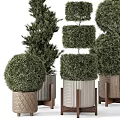 Various Shaped Decorative Bonsai Plants In Stylish Modern Design Pots 3d model