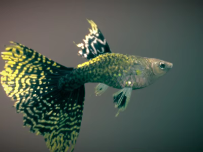 Vibrant Green Spotted Guppy With Yellow And Black Patterned Tail Fins 3d model Vibrant Green Spotted Guppy With Yellow And Black Patterned Tail Fins 3d model
