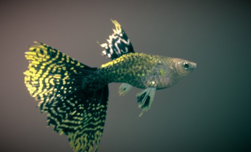 Fish Ornamental Fish Small Fish Tropical Fish 3d model