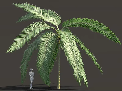 Tall Green Palm Tree With Feathery Fronds And Standing Person Silhouette 3d model