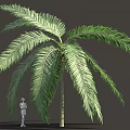 Tall Green Palm Tree With Feathery Fronds And Standing Person Silhouette