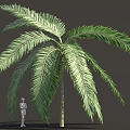 Fantasy Alien Plant Palm Shrub Tree 3d model