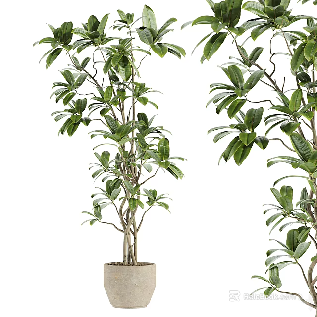 Green Leafy Bonsai Potted Plant With Multiple Branches In Ceramic Pot For Indoor Decor 3d model 