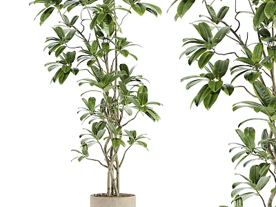 Green Leafy Bonsai Potted Plant With Multiple Branches In Ceramic Pot For Indoor Decor 3d model