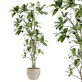 Green Leafy Bonsai Potted Plant With Multiple Branches In Ceramic Pot For Indoor Decor