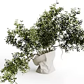 Lush Green Bonsai Potted Plants With Leafy Branches And Simple White Planters