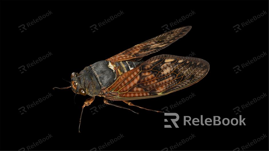 modern cicada model