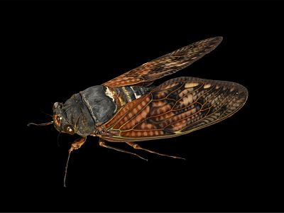 modern cicada model