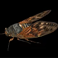 Close Up Of Cicada Flying Insect With Patterned Wings Dark Orange Body On Black Background