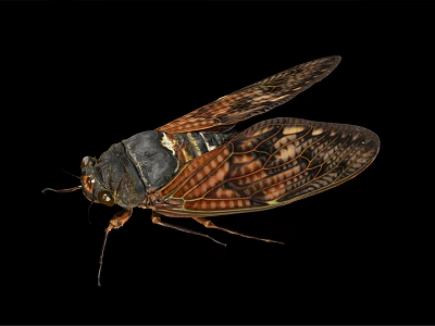 Close Up Of Cicada Flying Insect With Patterned Wings Dark Orange Body On Black Background 3d model
