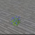 Small Cluster of Blue Flowers with Green Leaves on Gray Wooden Floor
