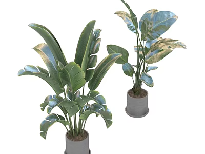 Indoor Potted Plants With Large Green Leaves In Gray Planters 3d model