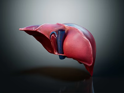 Human Liver Abdominal Organ 3D Rendering Showing Anatomical Structure Details 3d model