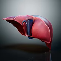 Human Liver Abdominal Organ 3D Rendering Showing Anatomical Structure Details