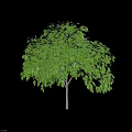 Lush Green Arbor with Vibrant Foliage and Strong Healthy Trunk