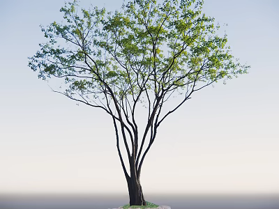 Lush Green Leafy Arbor With Slender Dark Trunks Against Clear Sky Background 3d model