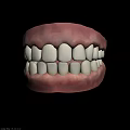 Human Teeth 3D Model With Detailed Gums And Healthy Structure 3d model