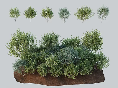 Various Green Trees With Different Foliage Types In Combined Landscape Soil Base 3d model