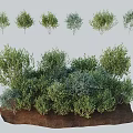 Various Green Trees With Different Foliage Types In Combined Landscape Soil Base