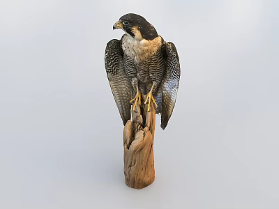Majestic Falcon Perched on Wooden Stump with Sharp Talons and Detailed Plumage 3d model