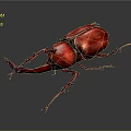 Vibrant Red Rhinoceros Beetle With Large Curved Horn And Spiny Legs On Gray Surface