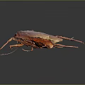 Brown Cockroach with Long Antennae and Wings on Dark Surface with Reflection 3d model