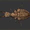 Close Up View Of Brown Beetle With Claw Like Head And Textured Exoskeleton