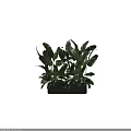Lush Green Potted Plant With Large Fresh Leaves In Dark Ceramic Pot