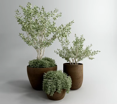 Green Leafy Bonsai Potted Plants In Brown Ceramic Pots With Different Sizes 3d model