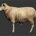 White Wool Sheep Standing With Pink Ears On Dark Reflective Surface