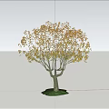 Elegant Arbor Tree With Golden Yellow Leaves On Green Grass Under Blue Sky
