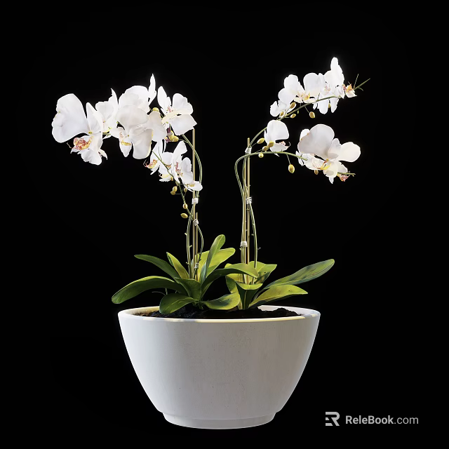Potted Bonsai Plant with White Orchid Two Stems Green Leaves White Pot 3d model 