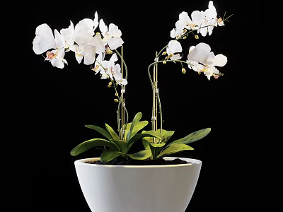 Potted Bonsai Plant with White Orchid Two Stems Green Leaves White Pot 3d model