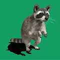 Standing Raccoon With Striped Tail On Green Background Showing Shadow 3d model