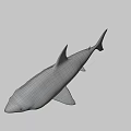 Realistic 3D Shark Model With Open Mouth And Detailed Skin Texture