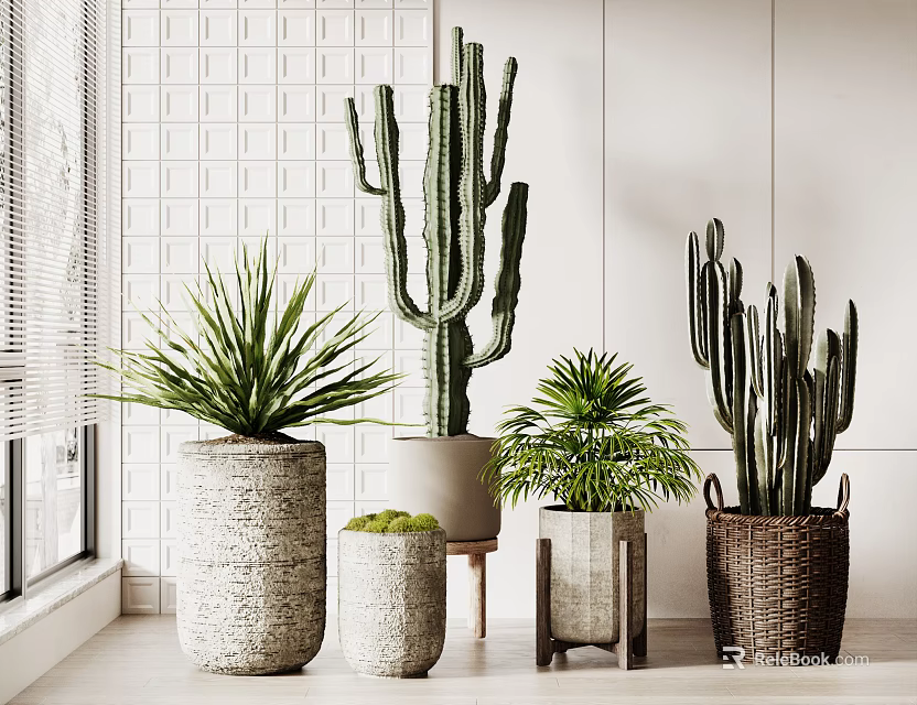 Indoor Potted Cactus And Succulent Plants In Stone Pots And Woven Basket By Window With Natural Light 3d model 