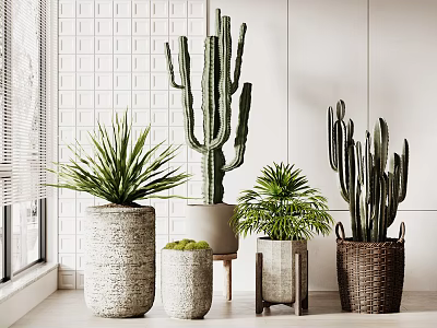 Indoor Potted Cactus And Succulent Plants In Stone Pots And Woven Basket By Window With Natural Light 3d model