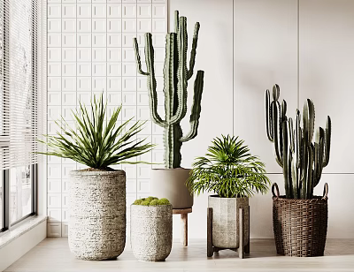 Indoor Potted Cactus And Succulent Plants In Stone Pots And Woven Basket By Window With Natural Light 3d model