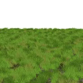 Lush Green Grass Field With Vibrant Natural Meadow Landscape And Fresh Vegetation