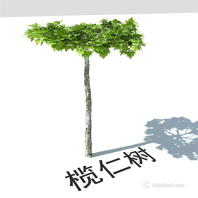 Tall Arbor With Green Foliage And Straight Trunk Casting Ground Shadow 3d model
